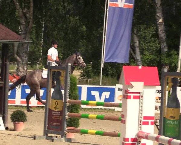 Reitturnier Münster-Roxel 2017
