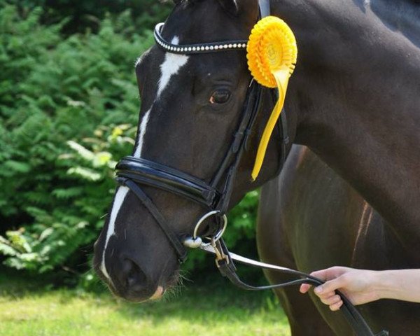 horse Theodora JVK (Trakehner, 2014, from Saint Cyr)