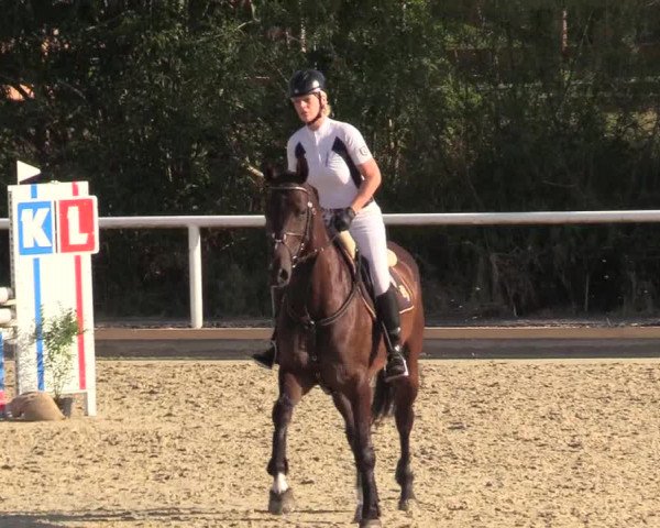 Reitturnier Haren 2017
