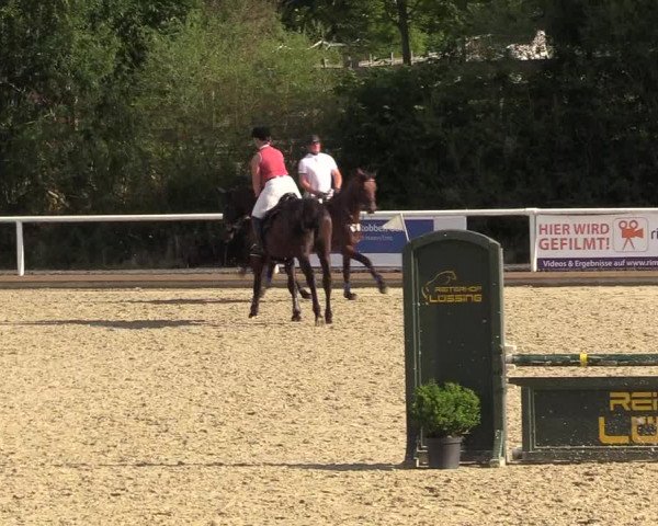 Reitturnier Haren 2017