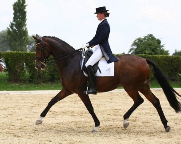 horse Tausendsassa (Trakehner, 2000, from Freudenfest)