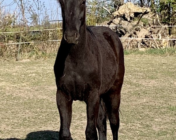horse Gonthier (Oldenburg, 2018, from Goldberg)