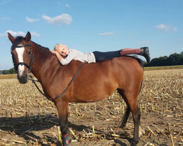 Dressurpferd Quiby (Deutsches Reitpony, 2002, von Now or never de Montmain)