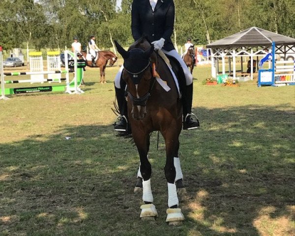 dressage horse Say Say Say (Oldenburg, 2009, from San Amour I)