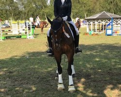 dressage horse Say Say Say (Oldenburg, 2009, from San Amour I)