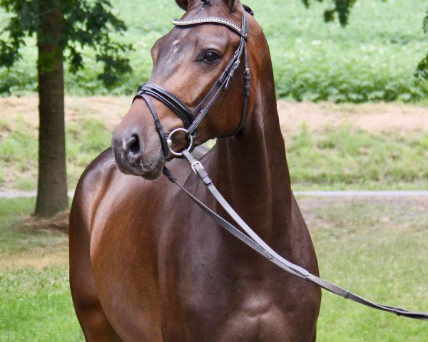 dressage horse Frings HB (Hanoverian, 2015, from Fürstenball)