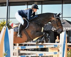 Springpferd Capitano (Anglo Europäisches Sportpferd, 2008, von Cadence van't Gelutt Z)
