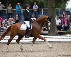 dressage horse Quietschbunt (Bavarian, 2012, from Quaterback)