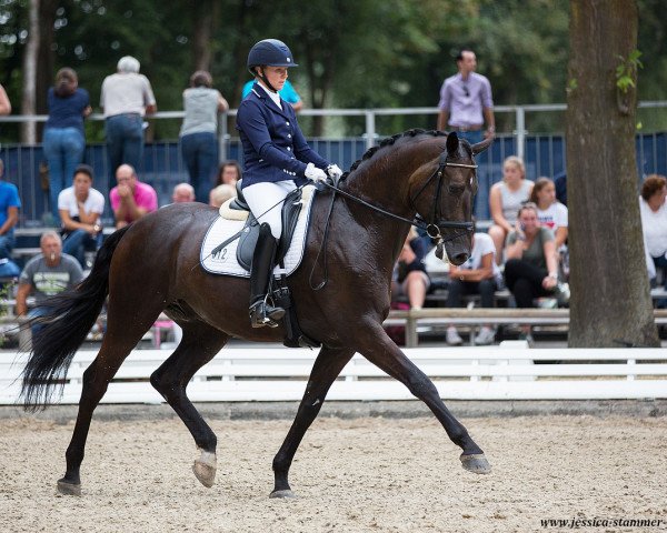 dressage horse Mist of Titanium (Oldenburg, 2012, from E.H. Millennium)