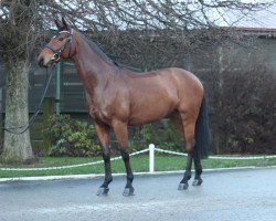 broodmare Mountain Rosie (German Sport Horse, 2008, from Carpalo's Quainton)