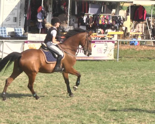 Reitturnier Herrenberg-Gültstein 2017