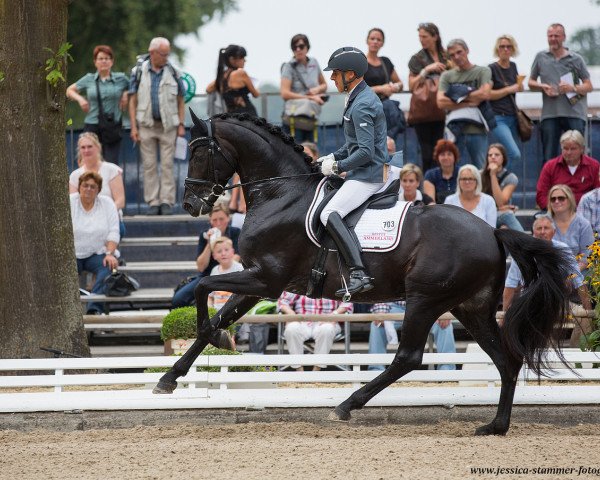 dressage horse Revenant (Westphalian, 2012, from Rock Forever NRW)