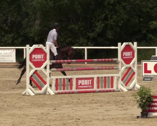 Reitturnier Haren 2017