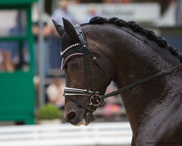 stallion Riptide NRW (Westphalian, 2012, from Rock Forever NRW)