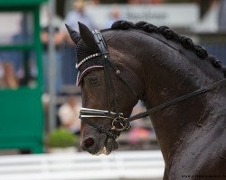 stallion Riptide NRW (Westphalian, 2012, from Rock Forever NRW)