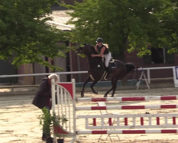 Reitturnier Haren 2017
