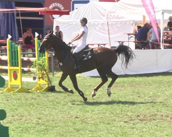Reitturnier Herrenberg-Gültstein 2017