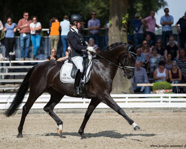 Dressurpferd Schatztruhe (Oldenburger, 2012, von Sir Donnerhall I)