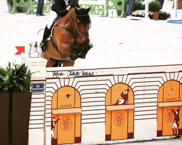 jumper Ajaccio (KWPN (Royal Dutch Sporthorse), 2005, from Caretino) jumper Ajaccio (KWPN (Royal Dutch Sporthorse), 2005, from Caretino)