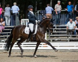 dressage horse Dancing Elvis 3 (Hanoverian, 2012, from Dancier)