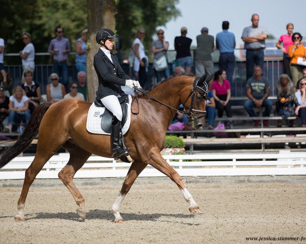 dressage horse Damon`s Donnerwetter (Westphalian, 2012, from Damon Hill)