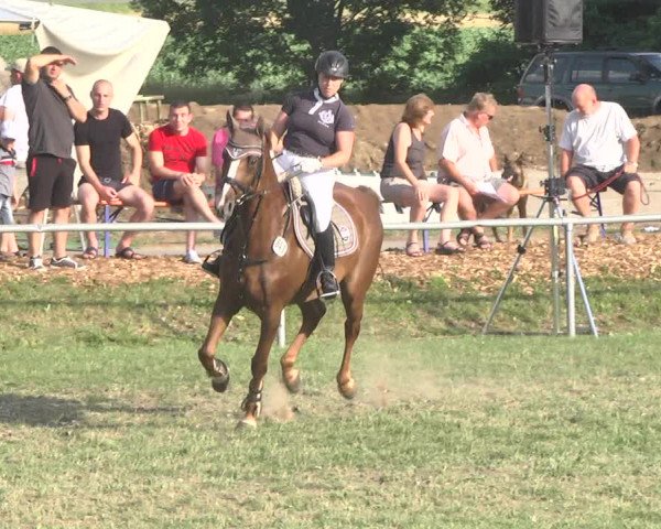 Reitturnier Herrenberg-Gültstein 2017