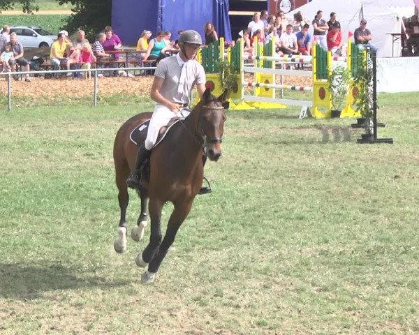 Reitturnier Herrenberg-Gültstein 2017