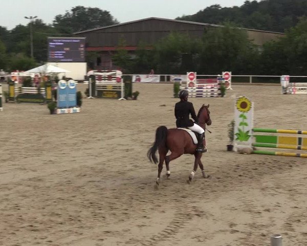 Reitturnier Haren 2017