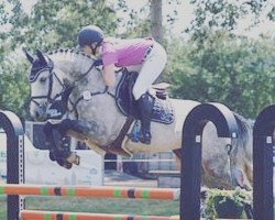 jumper Lawara (German Sport Horse, 2012, from Laspari)