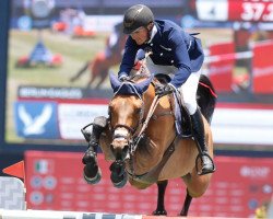 broodmare Evita van het Zoggehof (Belgium Sporthorse, 2010, from Golden Hawk)