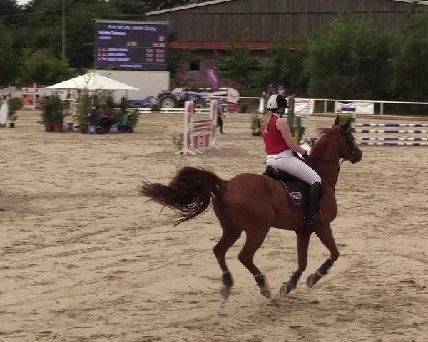 Reitturnier Haren 2017
