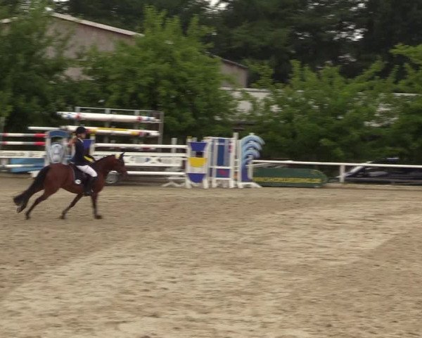 Reitturnier Haren 2017