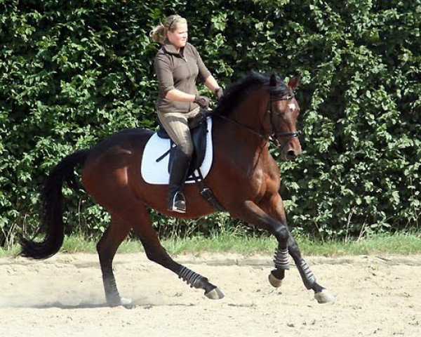 horse Songway (Trakehner, 2006, from Summertime)