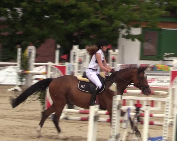 Reitturnier Haren 2017