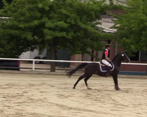 Reitturnier Haren 2017