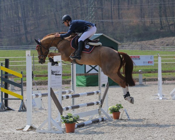jumper Kasando (Bavarian, 2013, from Kannan)