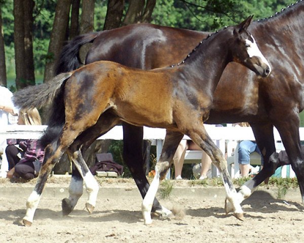 Deckhengst Sherlock Holmes (Trakehner, 2010, von Freudenfest)