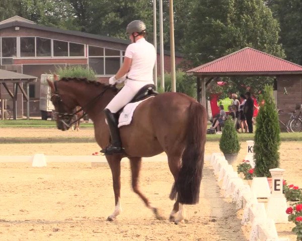 Reitturnier Münster-Roxel 2017