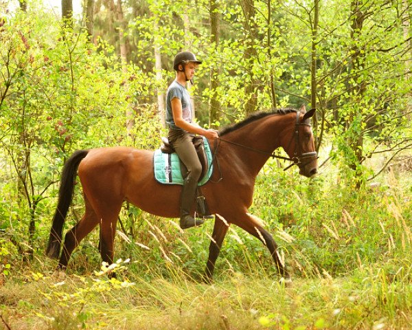 Zuchtstute Schwalbenland (Trakehner, 2015, von Touch my Heart)