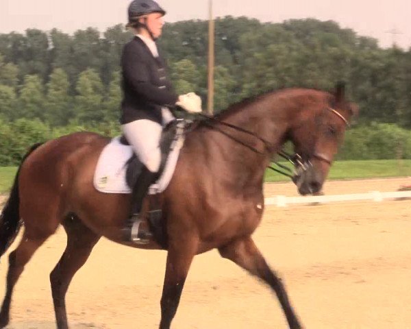 Reitturnier Münster-Roxel 2017
