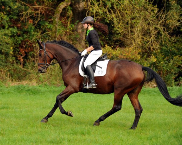 broodmare Schwalbenlicht (Trakehner, 2011, from Imperio 3)