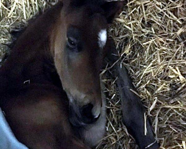 horse Schwups (Trakehner, 2018, from Touch my Heart)