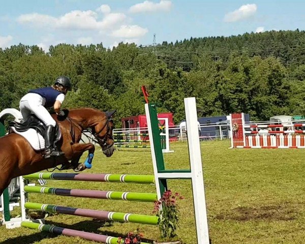 jumper Notting Hill 18 (German Riding Pony, 2011, from Nacromancer inthe dark)