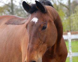 broodmare Chica Bay 2 (Westphalian, 2001, from Coronino)