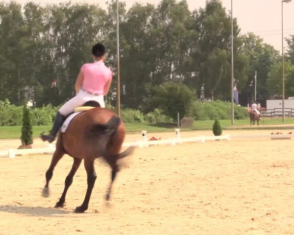 Reitturnier Münster-Roxel 2017