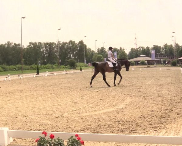 Reitturnier Münster-Roxel 2017