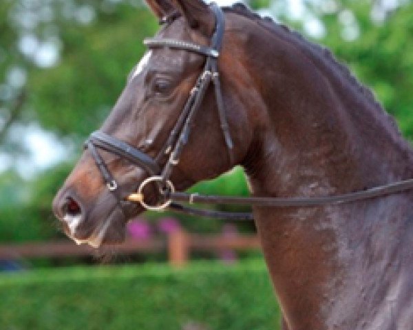 Zuchtstute Schwalbenmelodie (Trakehner, 2010, von Kostolany)