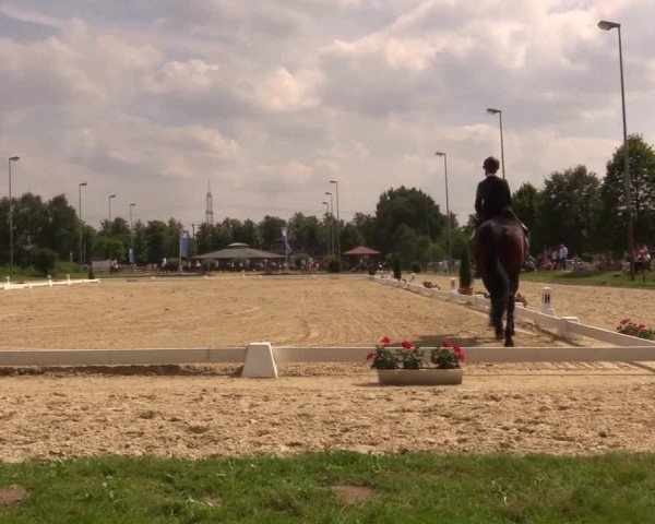 Reitturnier Münster-Roxel 2017
