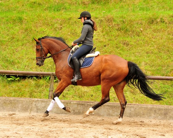 horse Kabriola (Trakehner, 2013, from Freudenfest)