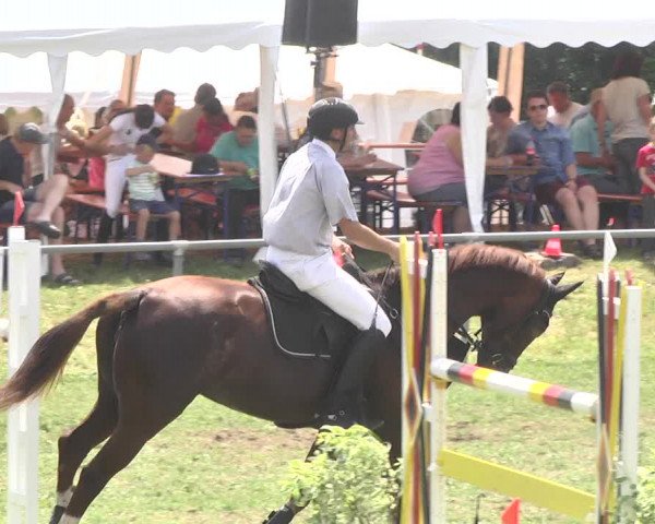 Reitturnier Herrenberg-Gültstein 2017